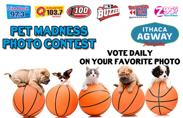 Pet Madness Photo Contest